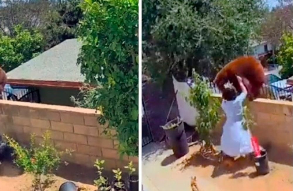 La mujer, que solo fue identificada como Hailey, corrió valientemente hacia el oso y, sin dudarlo, lo empujó. Foto: Captura de video