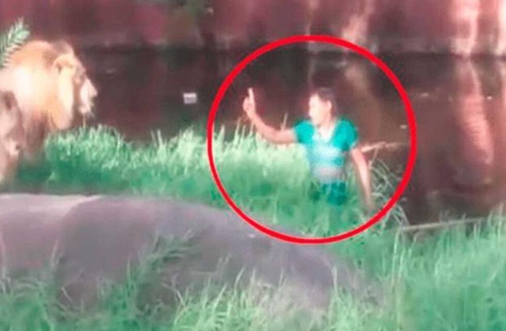 Video insólito: un hombre ebrio se metió a la jaula de los leones para saludarlos