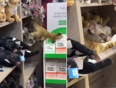 Encontraron una zarigüeya camuflada entre los peluches de un tienda.