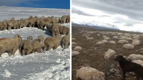 Los Andes | Tras el deshielo, un productor se encontró  con una imagen desoladora.