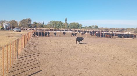 Los Andes | Hotel de vacas en General Alvear