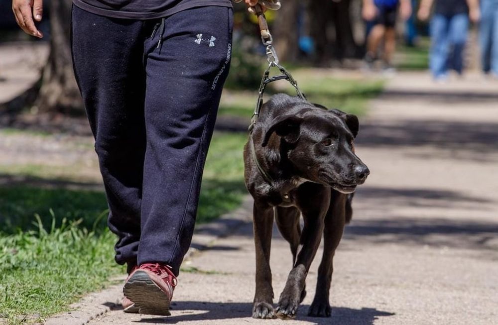 Maipú realizó el pasado fin de semana una caminata saludable en donde las mascotas fueron las grandes protagonistas de la jornada. Foto: prensa Maipú