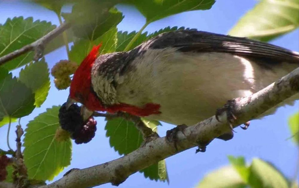Esta fruta ofrece beneficios alimenticios importantes para los pájaros pero su árbol aporta un valor estético que cambia por completo la estética del jardín.