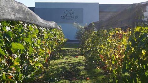 Los Andes | El paño de viña frente a la pared de una pequeña bodega boutique en Palmira cuenta la historia de una vida de trabajo, de casas de inmigrantes, de guerra, de presente, de esperanza.