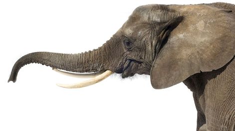 Los elefantes africanos entienden los gestos humanos