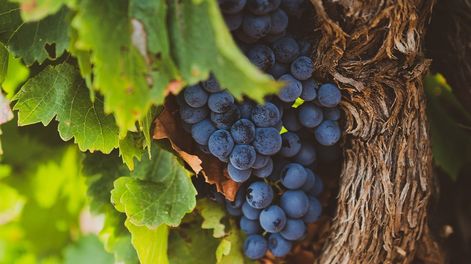 Mendoza y Salta lideran la producción, mientras el mercado interno registra un aumento del 603%.