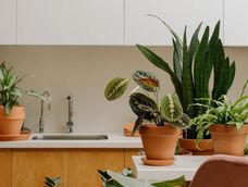 Hay 3 especies naturales que aportan en lo estético y en lo saludable, según la explicación de los expertos.