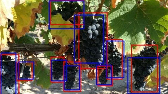 Machine learning: la inteligencia artificial que ayuda a mejorar los pronósticos de cosecha agrícola