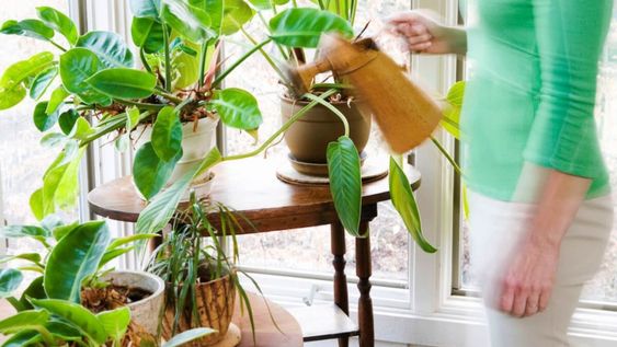 Las plantas de interior necesitan un cuidado diferente en invierno.