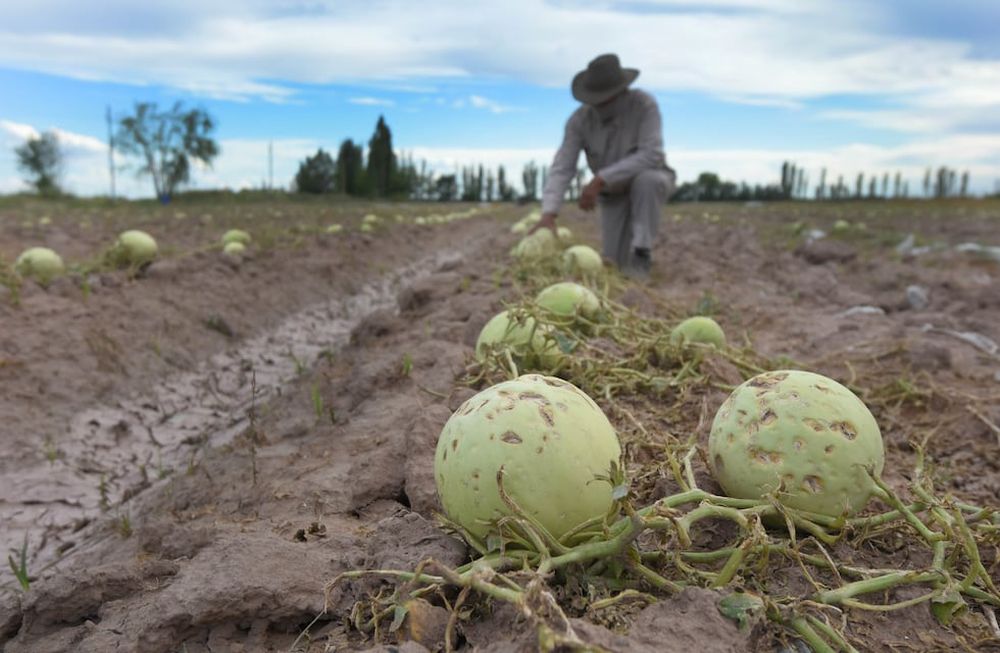 Algunos productores lavallinos deberán empezar desde cero, luego de que la piedra del jueves pasado destrozara sus cultivos casi en su totalidad.