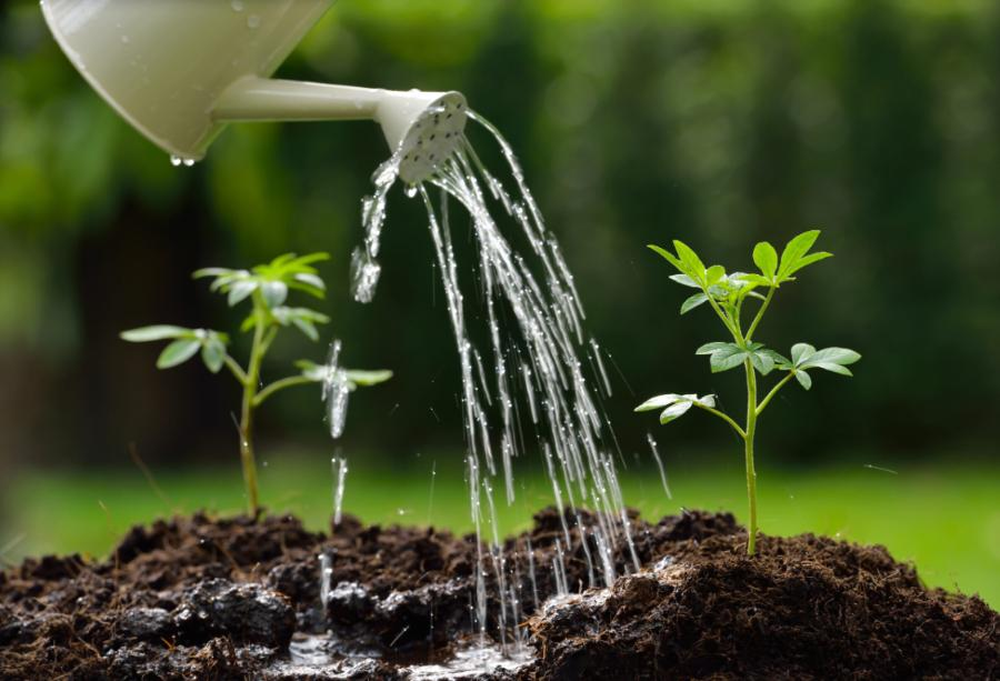 19 semillas que deb&eacute;s sembrar desde ahora para que est&eacute;n listas en octubre, seg&uacute;n los jardineros
