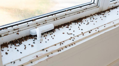 5 trucos de limpieza para mantener alejadas a las plagas de tu hogar