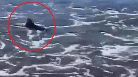 Apareció un tiburón en una playa de Mar del Plata