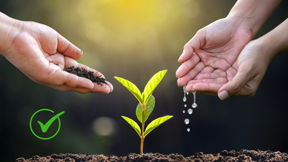 Plantas que mejor soportan el calor extremo