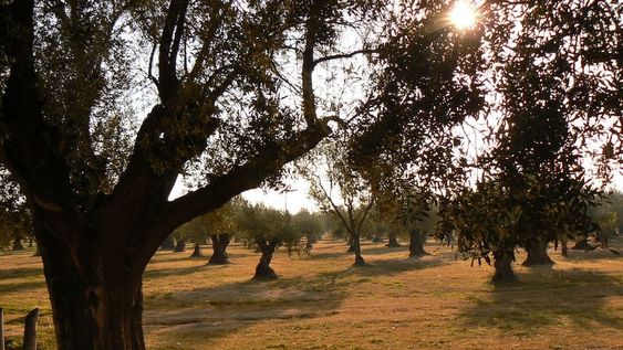 El municipio ha presentado su primer lote de aceite de oliva.