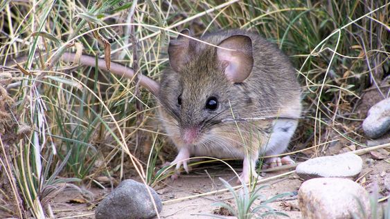 Ejemplar de Phyllotis vaccarum (ratón orejudo) capturado a 3.000 m en la reserva natural Manzano Histórico-Portillo de Piuquenes. Foto Paola Sassi.