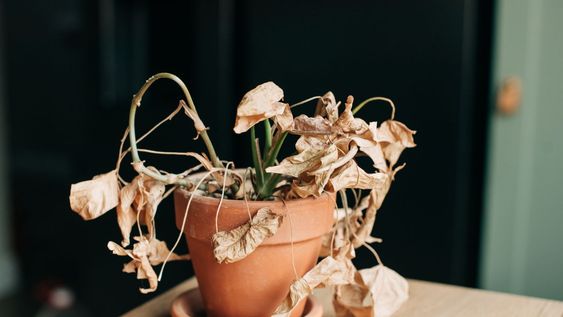 que puedo hacer para revivir plantas secas que parecen completamente muertas