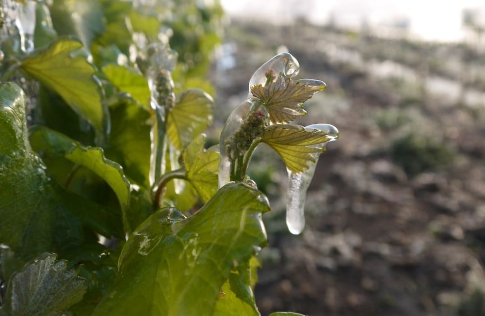 El INTA brinda una jornada de manejo y control de heladas