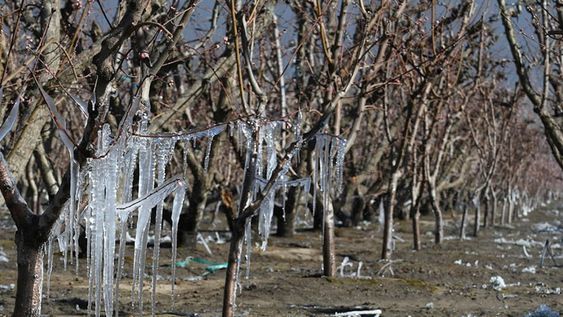 Unos 5.300 productores recibirán compensaciones por los daños sufridos por granizo y heladas en toda la provincia. Foto: Claudio Gutierrez / Los Andes