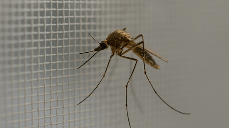 Chau mosquiteros: la nueva tendencia que aporta mayor comodidad y estética al hogar