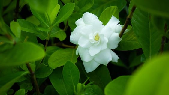 Se acerca la floración de las gardenias, conocidas popularmente como “jazmín del cabo”. Es momento de reducir el riego y solo aportar agua cuando el suelo esté secándose,