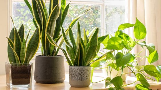 La decoración de interiores con plantas es un beneficio para el bienestar diario pero algunas están prohibidas por las propiedades que expulsan.