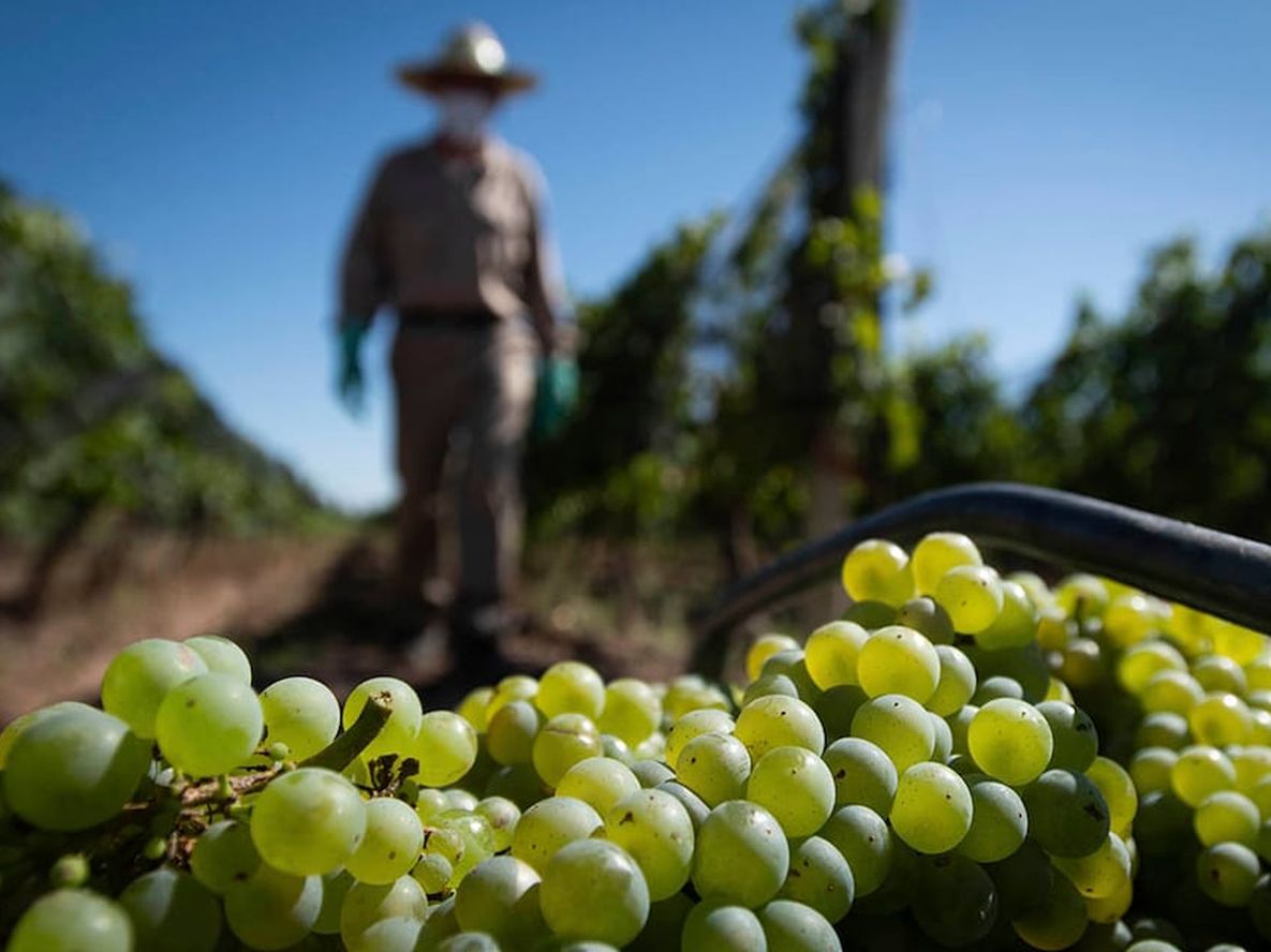 El Sistema de Localización Varietal (SLV) permitirá vincular a productores y establecimientos que necesiten uvas. Foto: Ignacio Blanco / Los Andes