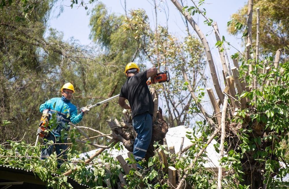 Nuevo reporte de los trabajos por el viento zonda