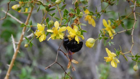 Algunas de las especies de abejas que los investigadores estudiaron en la Reserva Natural Villavicencio. Foto: Gentileza / Diego Vázquez.