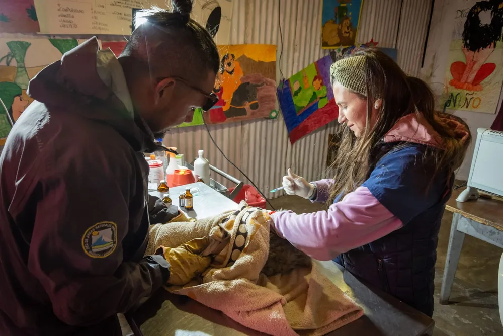 No pueden cruzar a Chile con sus perros y los abandonan: triste realidad que pone en riesgo a la fauna protegida. Foto: Gobierno de Mendoza