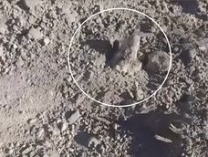 Perro hallado enterrado vivo en San Juan&nbsp;