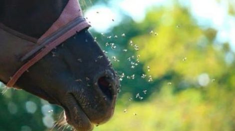 Confirmaron el primer caso de encefalomielitis equina en Mendoza en 36 años