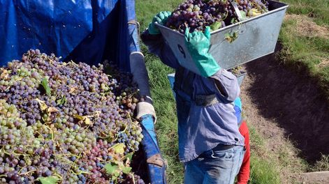 Por la pandemia la opción de enviar la mayor parte de la producción a Brasil este año se aleja, sin embargo, el mercado interno aparece como opción, aunque con precios menores.