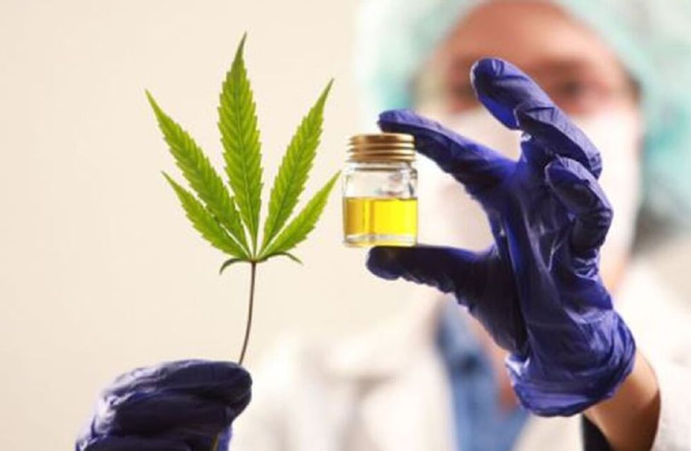 Del cannabis artesanal al certificado farmacéutico