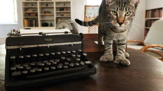 Ernest Hemingway tenía decenas de gatos de seis dedos en cada pata. Foto de la página web del Museo Casa de Hemingway.