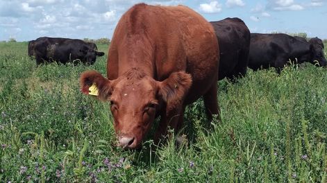 En la ganadería regenerativa, los animales se alimentan de pastizales naturales a los que se les permite un tiempo de recuperación óptimo para su rebrote y desarrollo. (Gentileza Asociación Grass Fed)