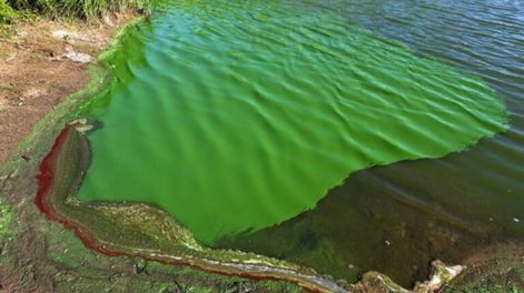 Algas “contaminantes” en Neuquén