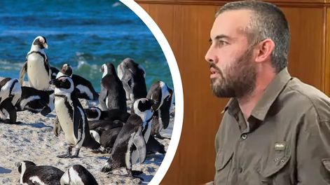 Los Andes | Tres años de prisión condicional al productor ganadero por la matanza de pingüinos en Punta Tombo