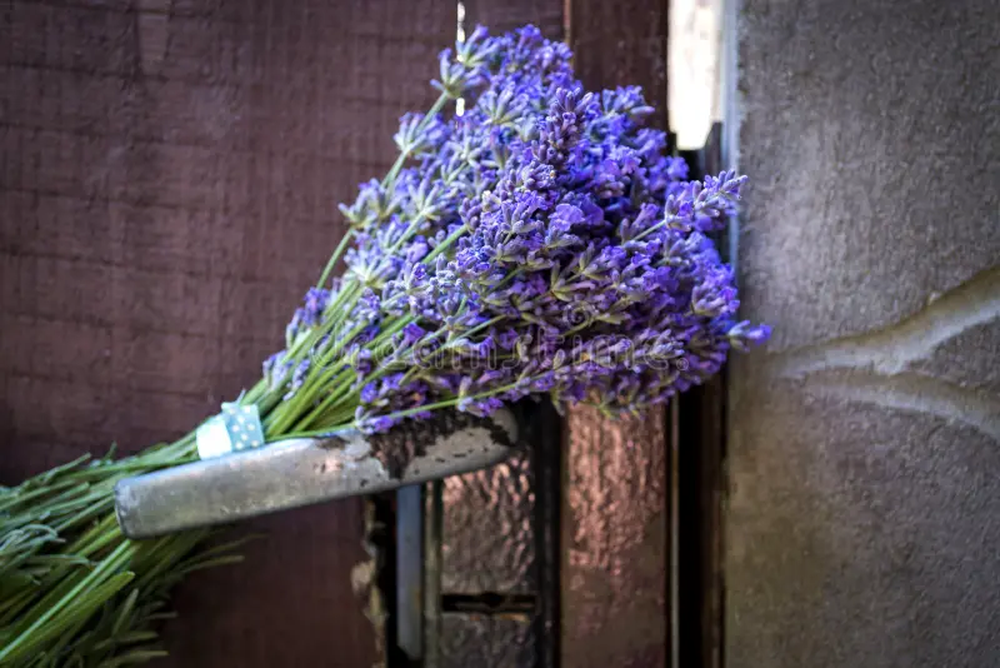 Lavanda en jard&iacute;n y jardiner&iacute;a: plantas que cuidan el hogar naturalmente.