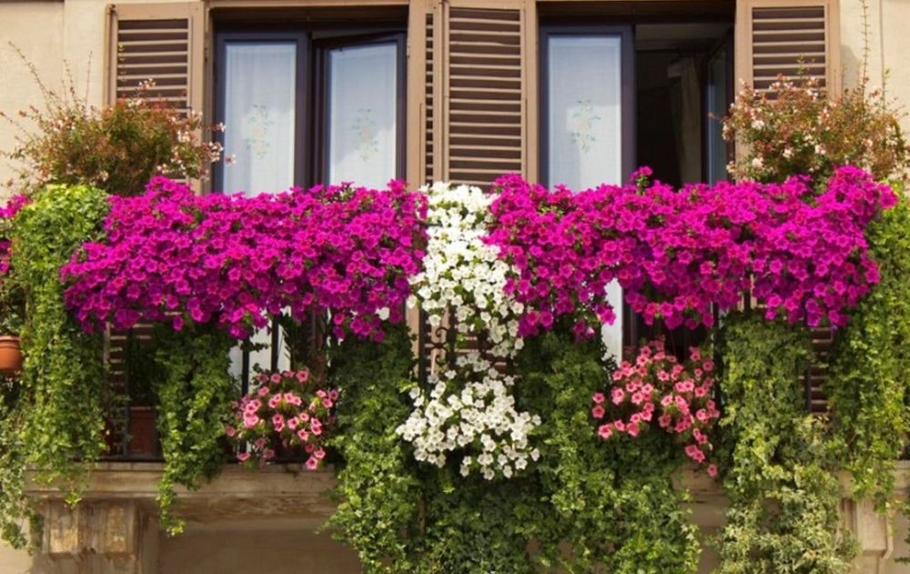 Su floración reafirma su carácter ornamental y, con cuidados básicos, esta planta logra mantenerse todo el verano.