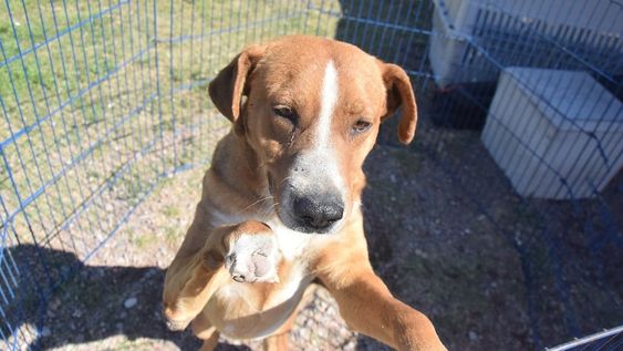 Semana del Animal en Parque Benegas