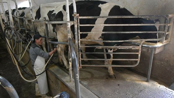 La lechería atraviesa en la actualidad subas de costos asociados a la alimentación, a los efectos de la sequía y la falta de reservas en ciertas zonas afectadas del Centro-Norte de Santa Fe y Entre Ríos. Foto: Orlando Pelichotti / Los Andes