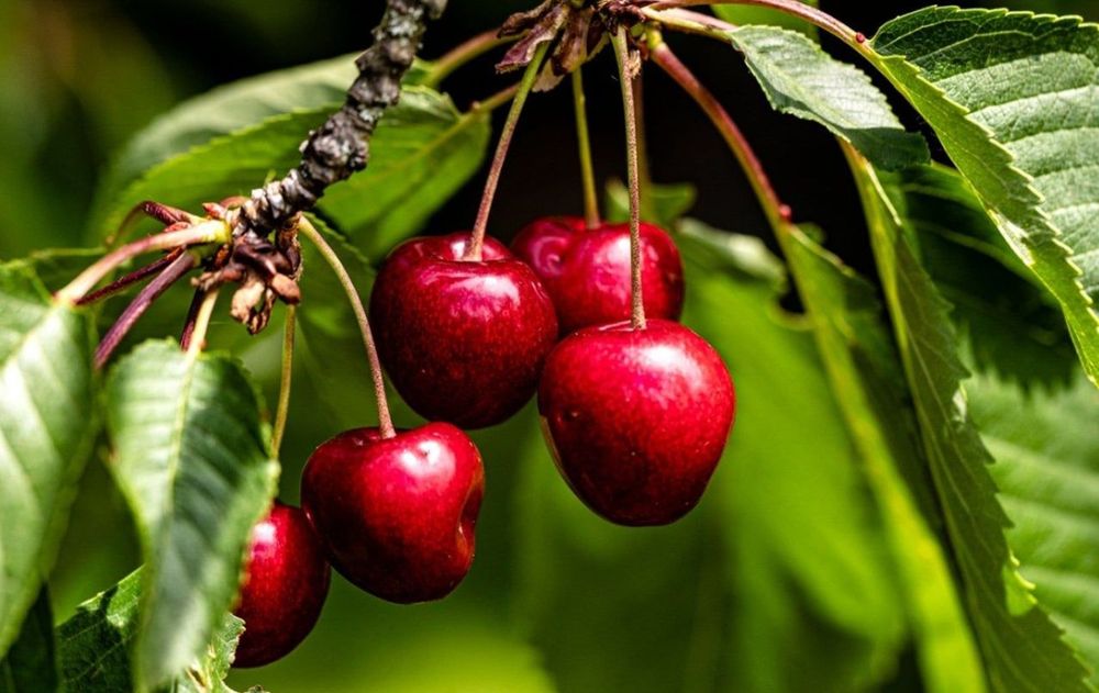 Las frutas de este árbol son exquisitas, pero pocos saben que ayuda a mantener el equilibrio ecológico del entorno durante los meses más cálidos.