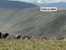Mendoza registró más de noventa cóndores andinos juntos y batió el récord nacional de avistamientos simultáneos