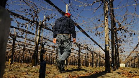 Banco Nación lanza créditos para productores vitinícolas
