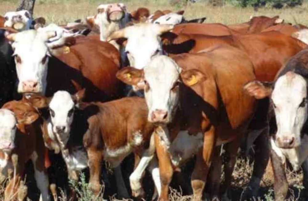 Con aumentos en las raciones de alimento en forma gradual, en unos días se incorpora el alimento y el pasto para que se produzca el “destete precoz e hiperprecoz”.