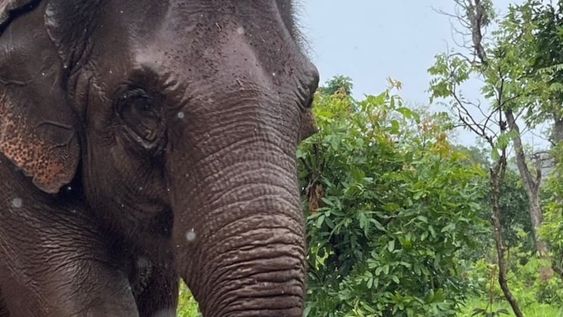 A 2 años del traslado de la elefanta Guillermina a Brasil: así está hoy y la tierna foto cuando apenas nació. Foto: Instagram @sanctuary4elephants