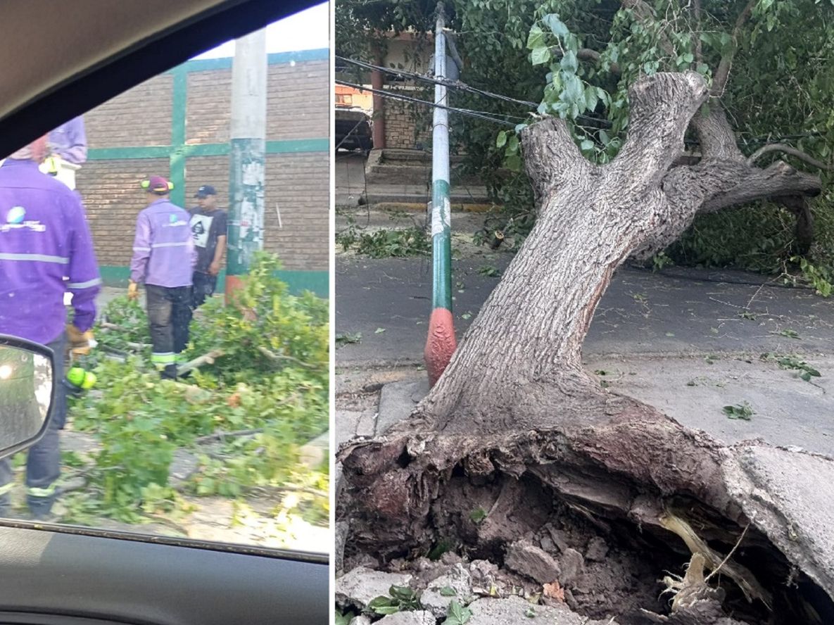 Árbol y poste de luz caídos en calle Francisco de la Reta, frente a la Comisaría 25° en Guaymallén