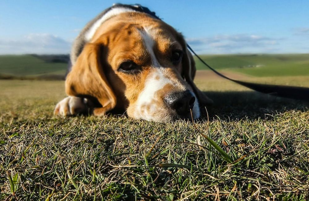 Las razas de perros que huelen mal