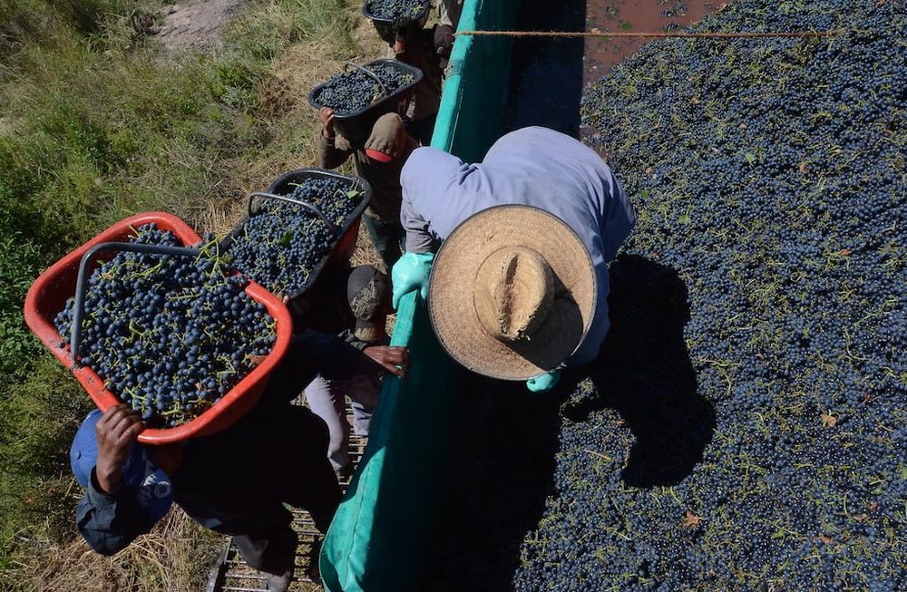 La cosecha 2021 en Argentina es cercana a los 22 millones de quintales. - Claudio Gutiérrez / Los Andes
